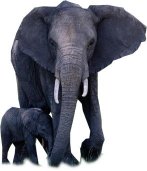 Elephanttubes